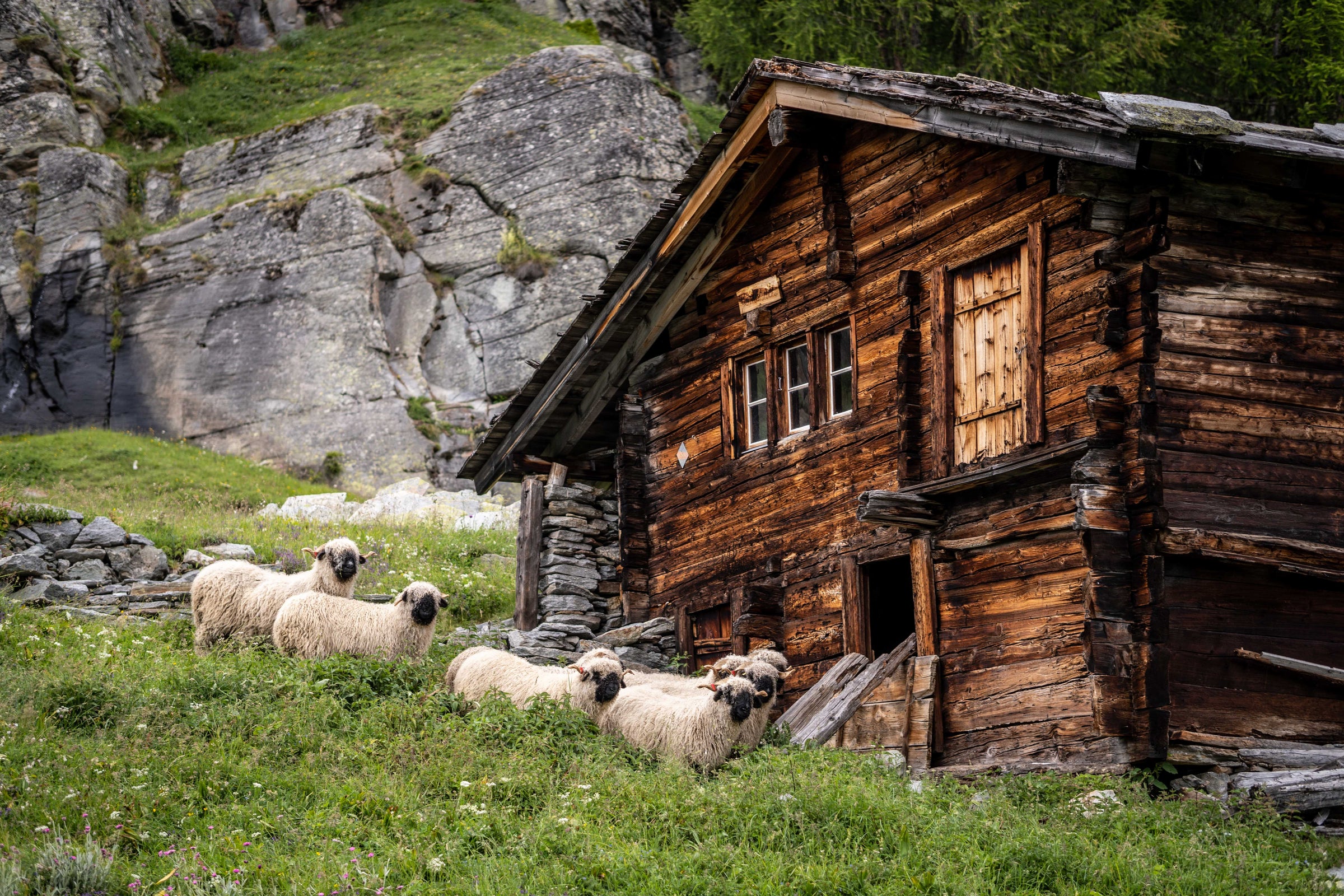 Grüezi bag Wolle Alm