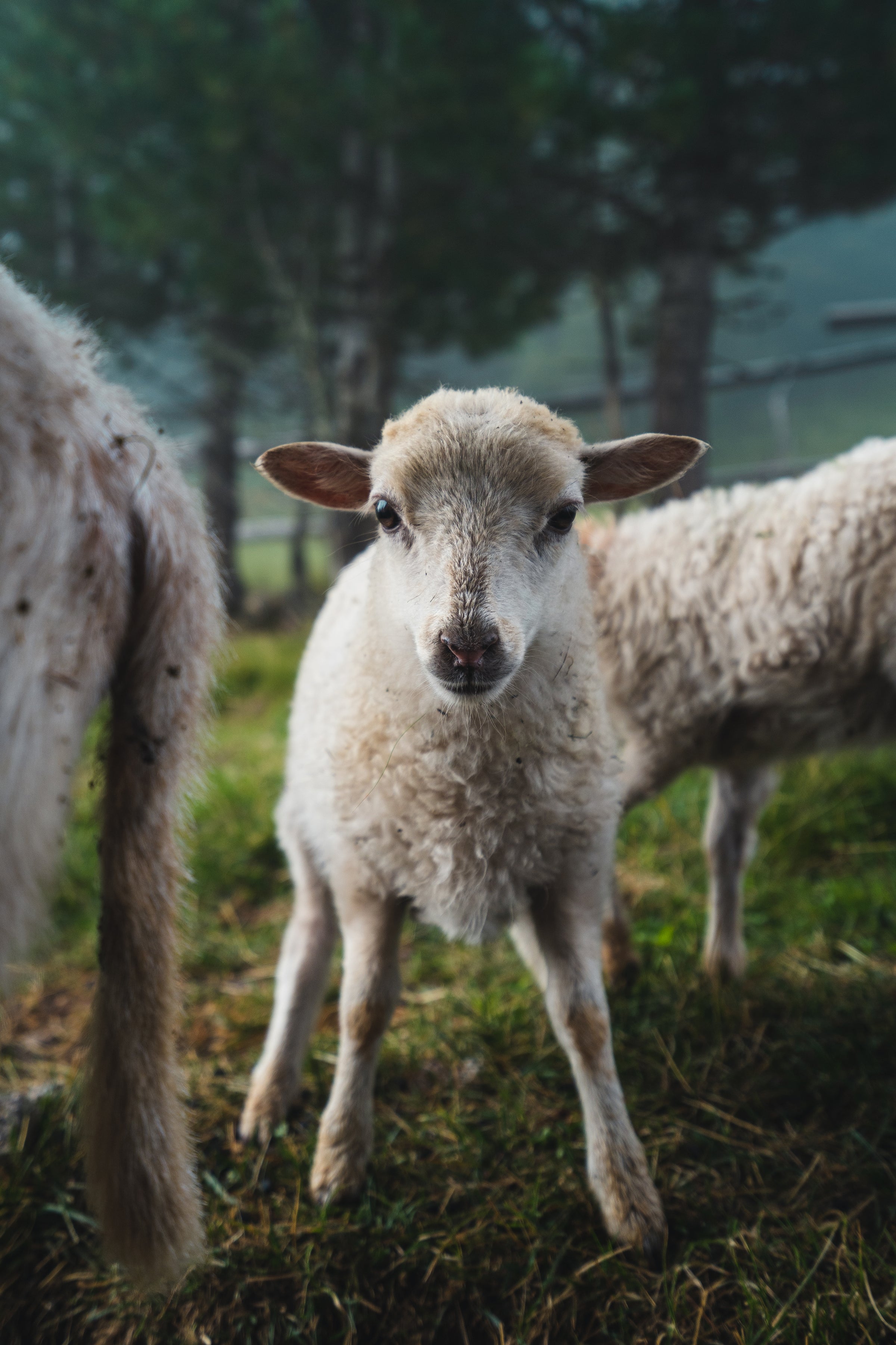 Grüezi bag schaut auf das Tierwohl